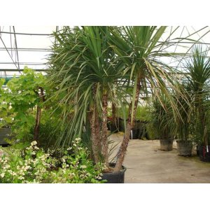 Kordylína austrálska (Cordyline Australis) - výška 100-125 cm, kont. C18L (-12°C)